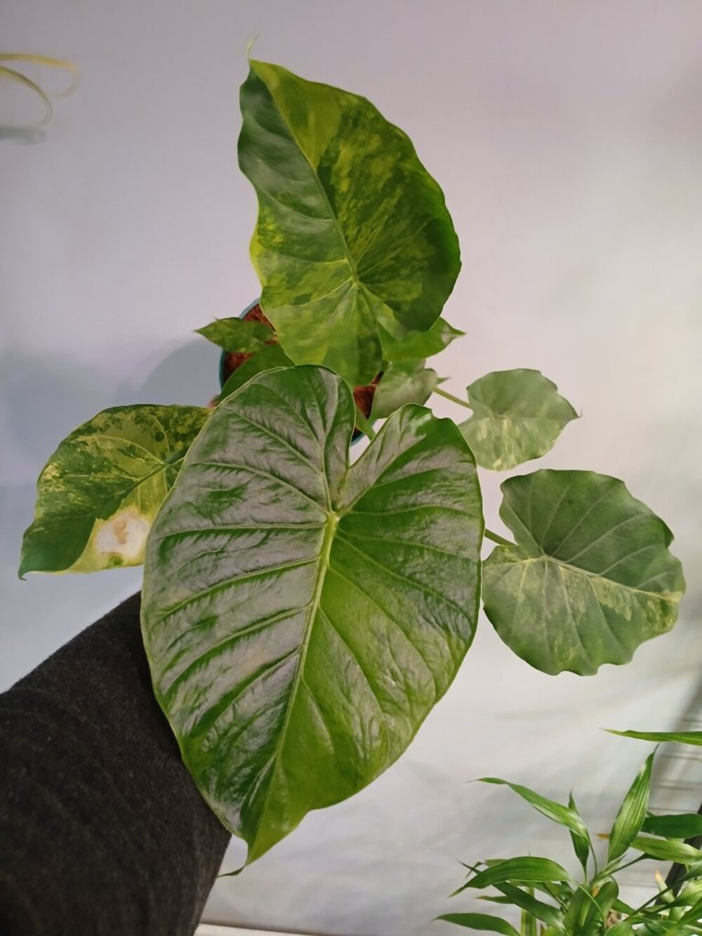 Alocasia Gangeana Aurea - Picture 7 of 8
